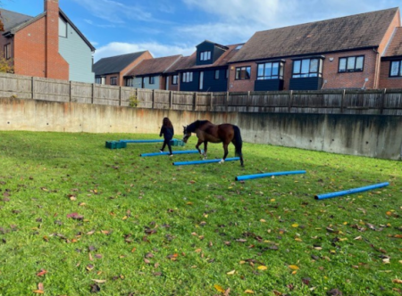 Young person leading a horse over poles in a paddock.png