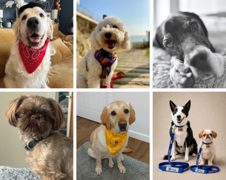 therapy dog collage 3.png